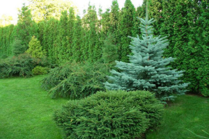 хвойные ратения для сада